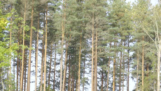 森林地区山上的高大树木视频素材
