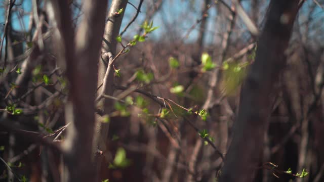 春天树枝上长出绿芽。大自然和春天盛开的时间。散景光背景视频素材