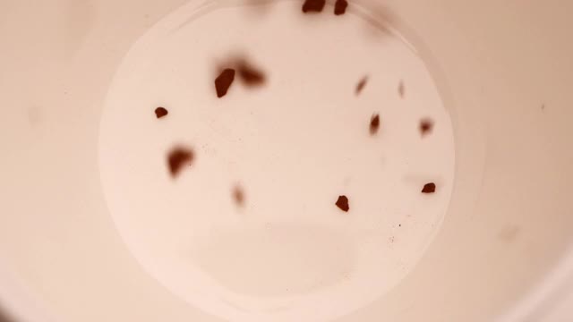 慢镜头微距特写速溶咖啡碎片落入咖啡杯。热咖啡的概念。视频素材