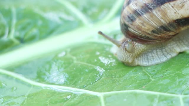 大蜗牛在叶子上爬行视频素材