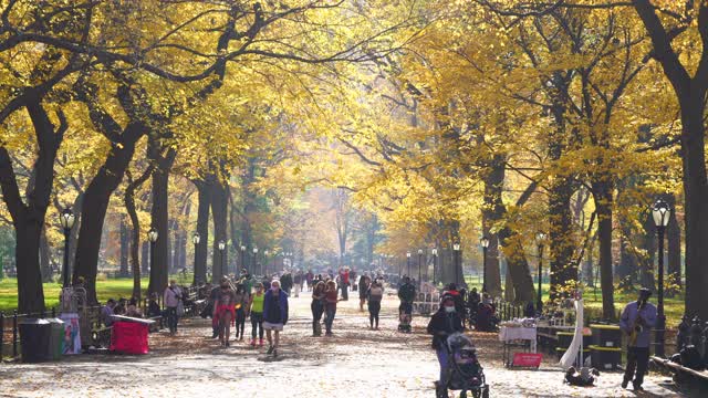2020年11月9日，人们走在中央公园的林荫道上，林荫道被一排排秋叶色的树包围着。视频下载
