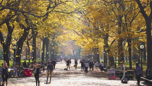 2020年11月10日，纽约市中央公园购物中心，无数的秋叶从一排排的秋色树上飘落。视频素材