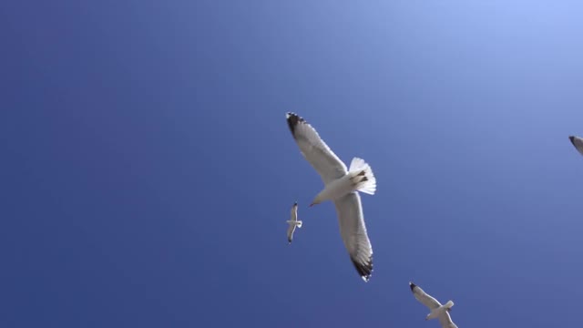 许多海鸥迎着蓝天飞翔视频素材