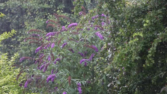 雨落在安布尔赛德的花园，湖区，英国。视频素材