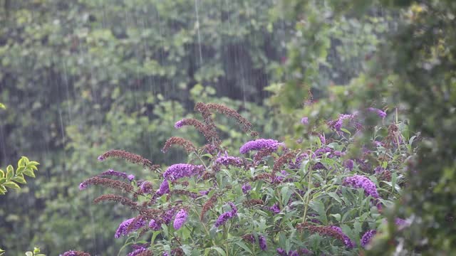 雨落在安布尔赛德的花园，湖区，英国。视频素材