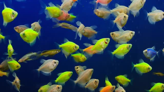彩色装饰的小水族鱼在蓝色的背景下游动视频下载