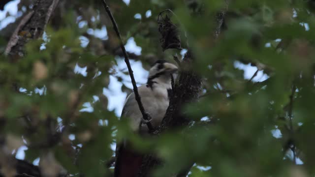 大斑啄木鸟(大斑啄木鸟)，俄罗斯视频素材