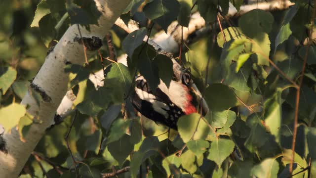大斑啄木鸟(大斑啄木鸟)，俄罗斯视频素材