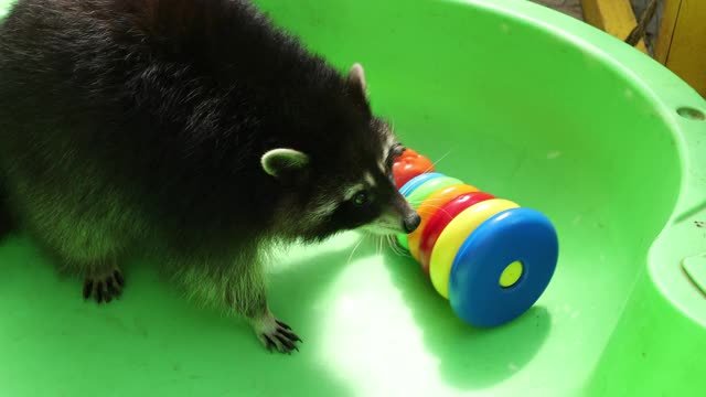 浣熊在绿色的浴缸里玩玩具。有趣的动物。宠物视频素材