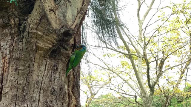 4K台湾鲃鱼在台北森林公园的树上筑巢。色彩斑斓的鸟视频素材