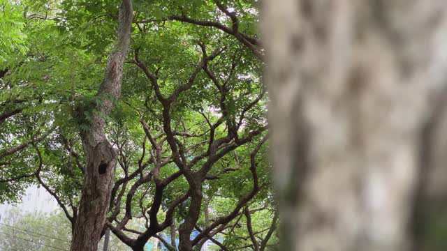 两只台湾鲃鸟正在为保卫树上的洞巢而战视频素材