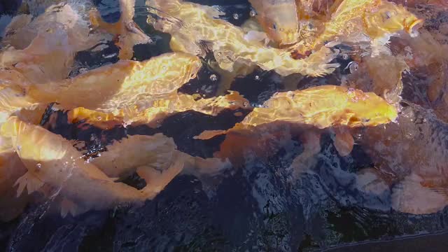 在池塘里喂金鱼的特写，一群美丽的金鱼在池塘里。喂食锦鲤鱼视频素材