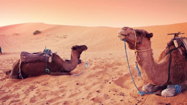 骆驼在沙漠视频下载