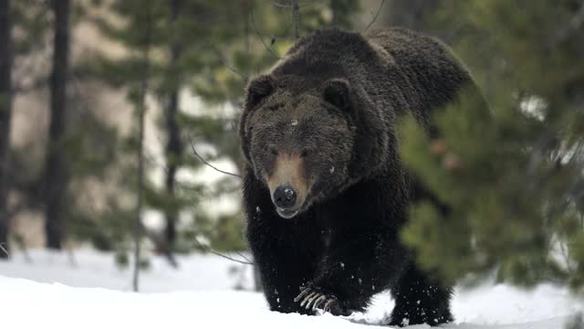一个巨大的雄性灰熊(熊)在黎明走出森林的4K镜头视频素材