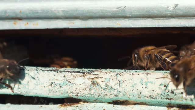 蜜蜂在11月的一个月里飞出蜂巢，全球变暖，气候变化，近距离拍摄。蜂对家养蜂场，养蜂概念视频素材