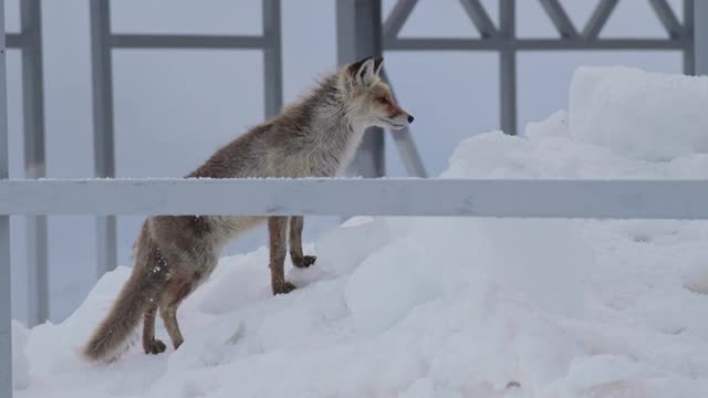 晚上，红野狐会跑过白雪覆盖的山区避难所或北极站。野生动物和人类相遇的概念视频素材