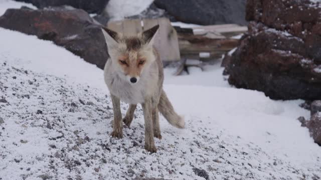晚上，红野狐会跑过白雪覆盖的山区避难所或北极站。野生动物和人类相遇的概念视频素材