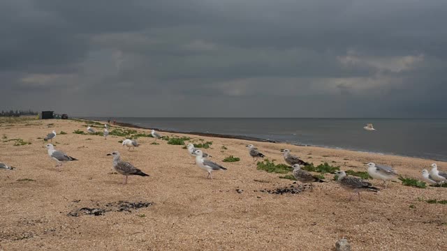 慢镜头里，海滩上的海鸥一边吃一边起飞视频素材
