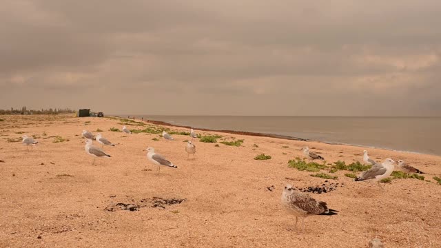 慢镜头里，海滩上的海鸥一边吃一边起飞视频素材