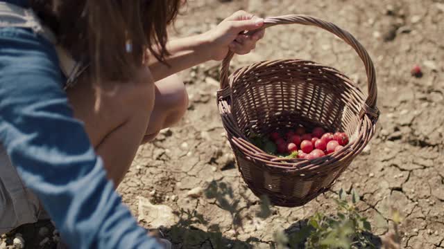 一个妇女把新鲜的西红柿摘进篮子里视频素材