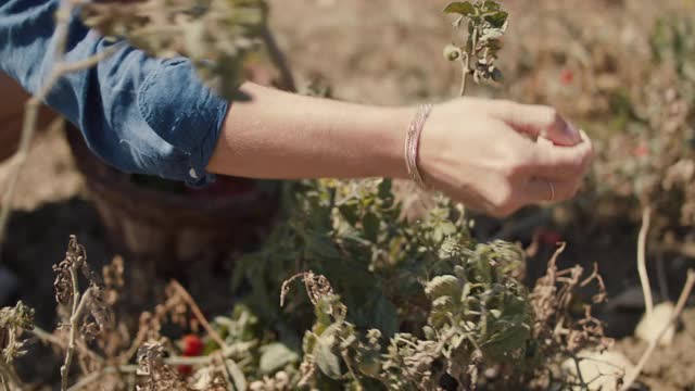 一个妇女把新鲜的西红柿摘进篮子里视频素材