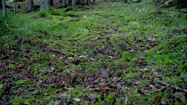苔藓在森林，宽多莉拍摄超级慢动作视频素材