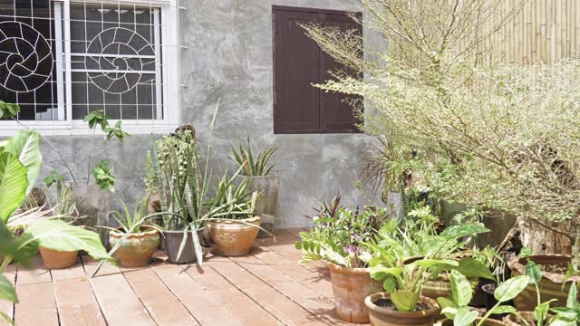 阳光充足的城市室内庭院花园视频下载