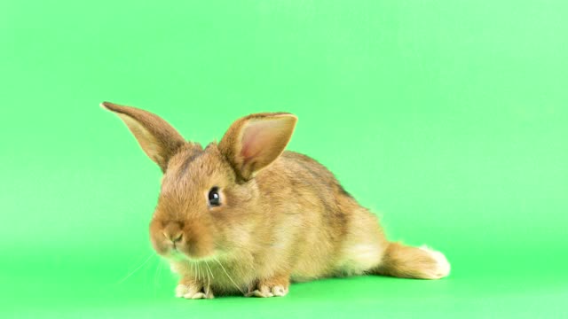 绿色屏幕上的小毛绒绒的棕色家兔，特写。视频素材