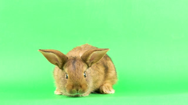 绿色屏幕上的小毛绒绒的棕色家兔，特写。视频素材