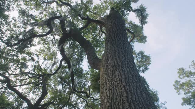 低角度拍摄的南方活橡树视频下载