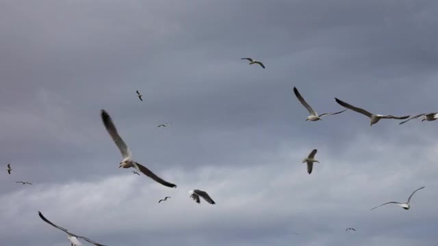 许多海鸥迎着多云的天空飞翔视频素材