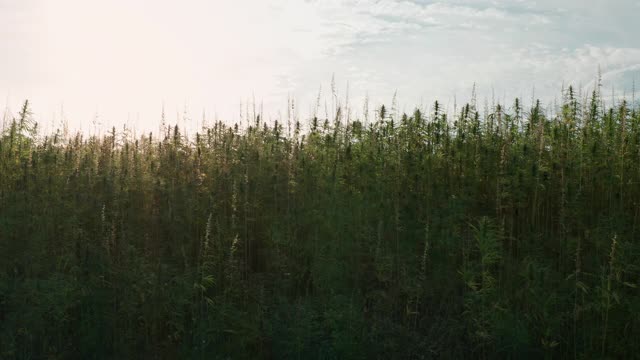 大田大麻植物视频素材
