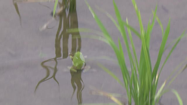 在日本岛根县稻田里游泳的青蛙视频下载