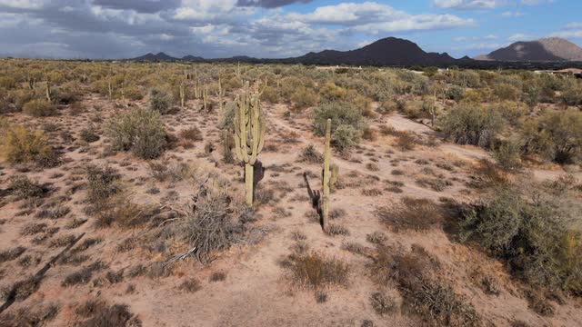 亚利桑那州沙漠景观，仙人掌徒步小径视频素材