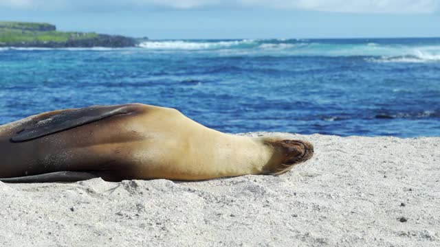 在阳光明媚的日子里，金色毛茸茸的海豹在美丽的蓝色海浪前的沙滩上睡觉——加拉帕戈斯群岛，厄瓜多尔视频下载