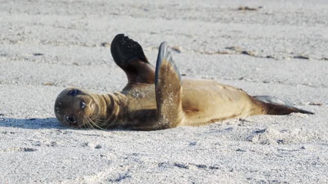 可爱的毛茸茸的海豹躺在沙滩上，阳光和海浪嬉戏地拍打着——厄瓜多尔加拉帕戈斯群岛视频下载