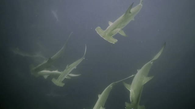 水下的大学校锤头鲨游泳在浑浊的水从上面-加拉帕戈斯群岛，厄瓜多尔视频下载