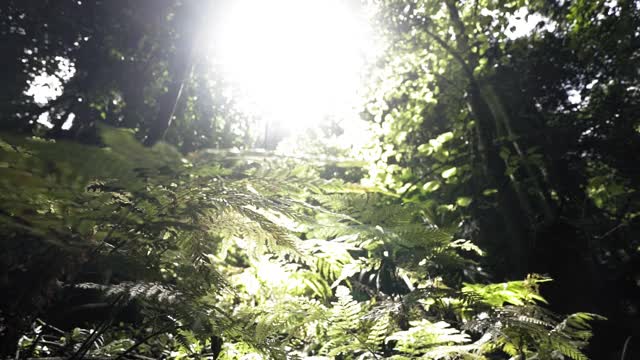 在阳光明媚的日子里，森林里的绿叶对着树的特写-卧龙岗，澳大利亚视频下载