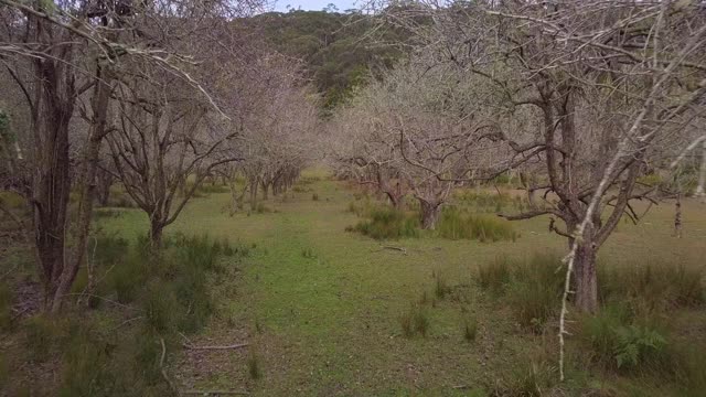 航拍:在澳大利亚肯布拉山果园农场的光秃秃的树木中，无人机向前飞行视频下载