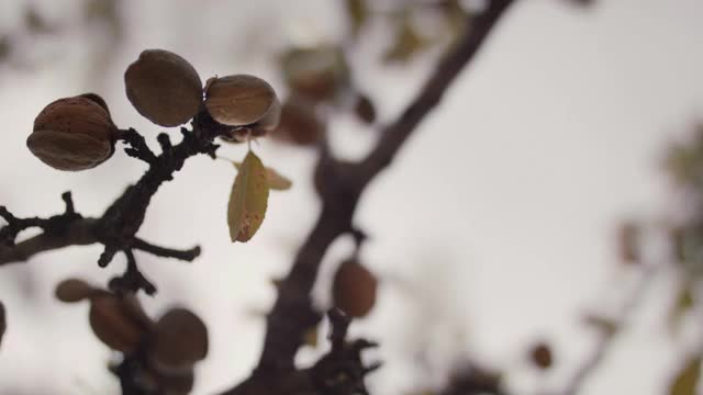 从树枝上摘杏仁的女人视频素材