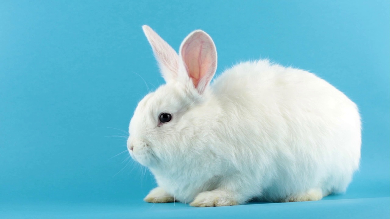 一只小白毛绒绒的兔子看着相机在一个蓝色柔和的背景和一个地方为您的独特的文本。流行的蓝色背景上的复活节兔子视频素材
