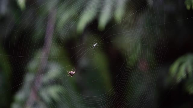 蜘蛛在森林里织网视频下载