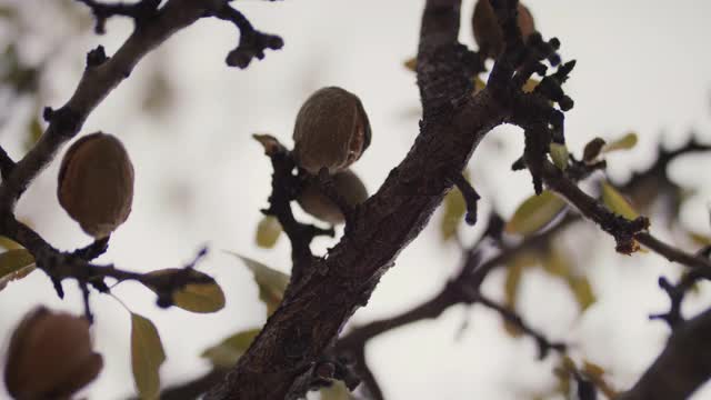 从树上摘杏仁的女人视频素材