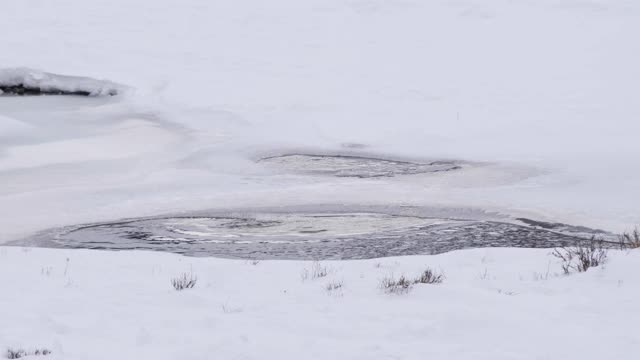 冬季拍摄的黄石公园水獭跳入部分结冰的池塘视频素材