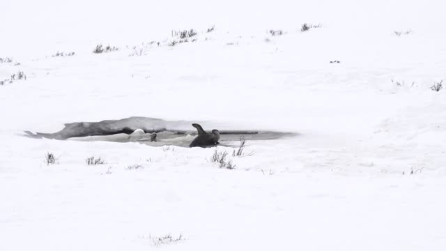 冬天在黄石公园部分结冰的池塘拍摄的三只水獭视频素材