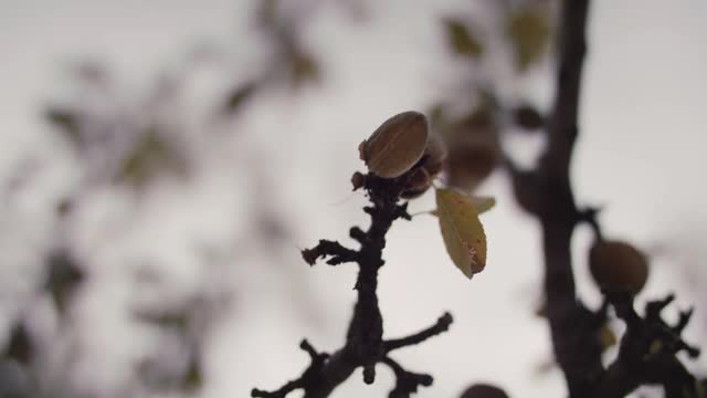 从树枝上摘杏仁的女人视频素材