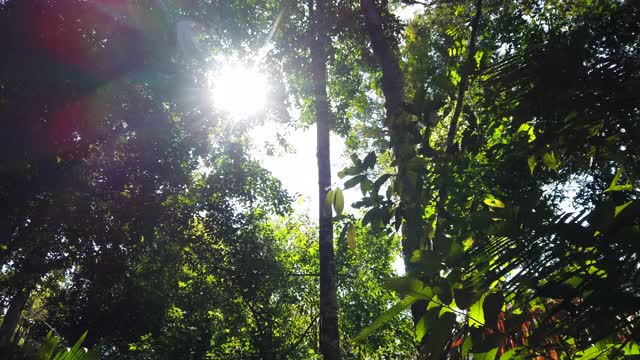 太阳把美丽的光线投射到清新的绿色森林中视频素材