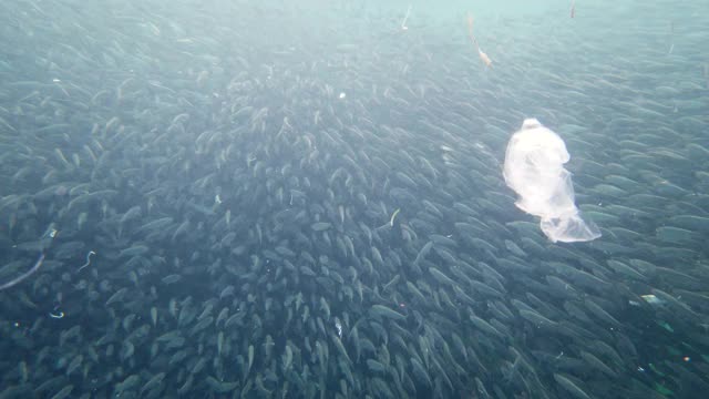 海里的沙丁鱼群。保和、菲律宾视频素材