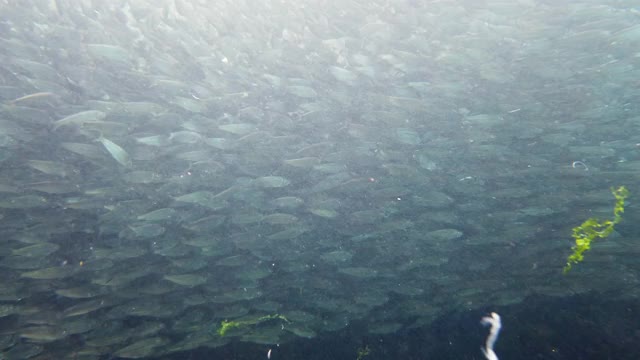 海里的沙丁鱼群。保和、菲律宾视频素材