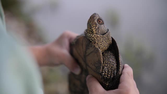 乌龟在人手里的镜头视频素材
